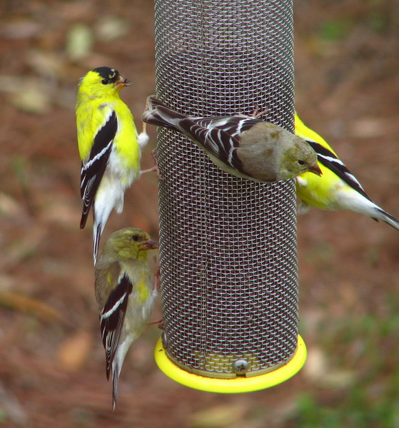 American Goldfinches